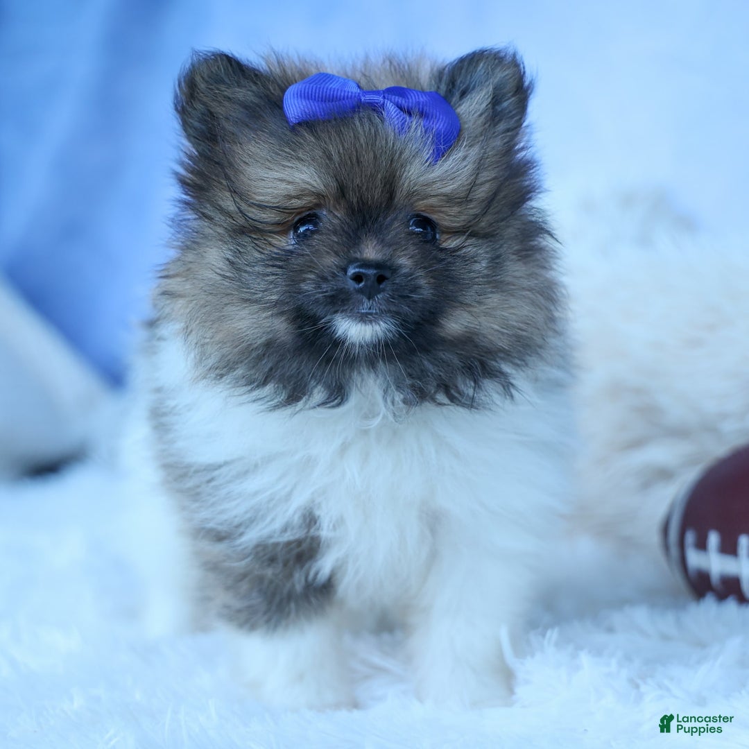 Pomeranian dogs for sale: Bobby - Image 5