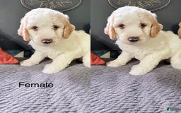 Goldendoodle dogs for sale: Peaches - Image 1
