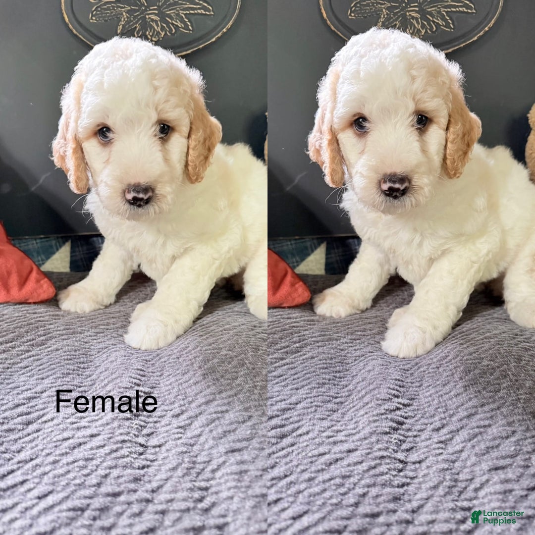 Goldendoodle dogs for sale: Peaches - Image 1