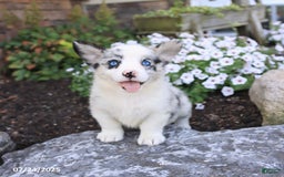 Welsh Corgi Pembroke dogs for sale: Isaiah - Image 4