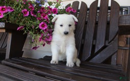 German Shepherd dogs for sale: June - Image 8