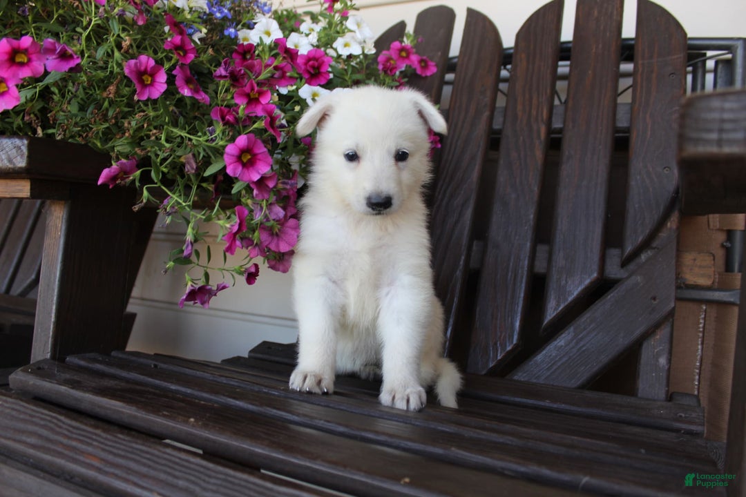 German Shepherd dogs for sale: June - Image 8