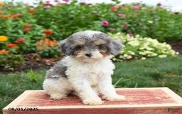 Miniature Poodle dogs for sale: Nova - Image 4