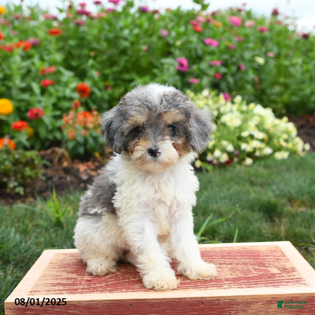 Miniature Poodle dogs for sale: Nova - Image 4