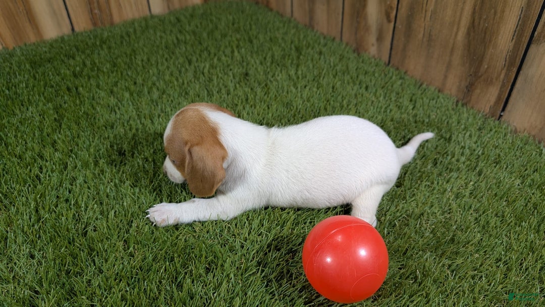 Dachshund dogs for sale: Tiny Girl 1 - Image 4