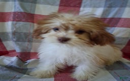 Lhasapoo dogs for sale: Pink Daisy - Image 3