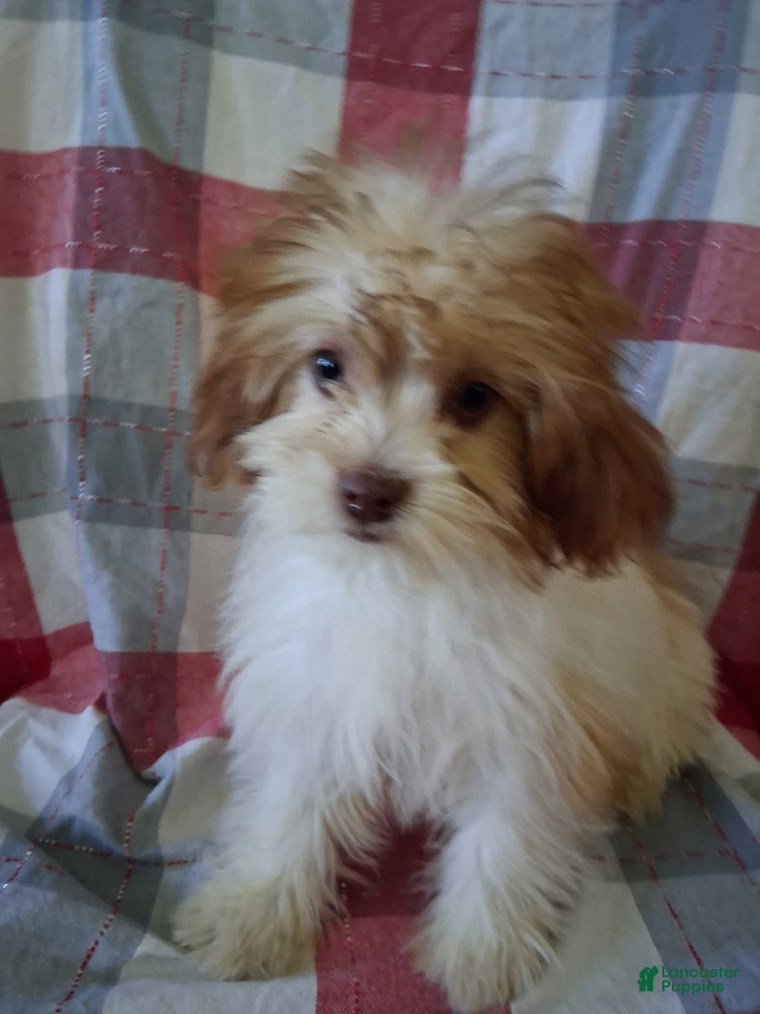 Lhasapoo dogs for sale: Pink Daisy - Image 3