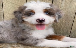 Mini Bernedoodle dogs for sale: 💜 Boston Ma 💜 Mini Bernedoodle - Image 30