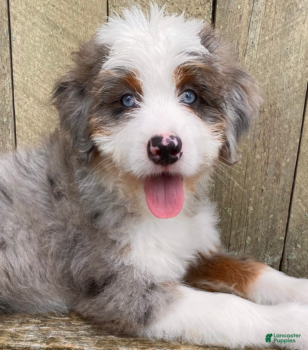 Mini Bernedoodle dogs for sale: 💜 Boston Ma 💜 Mini Bernedoodle - Image 30