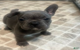 French Bulldog dogs for sale: Stitch - Image 11