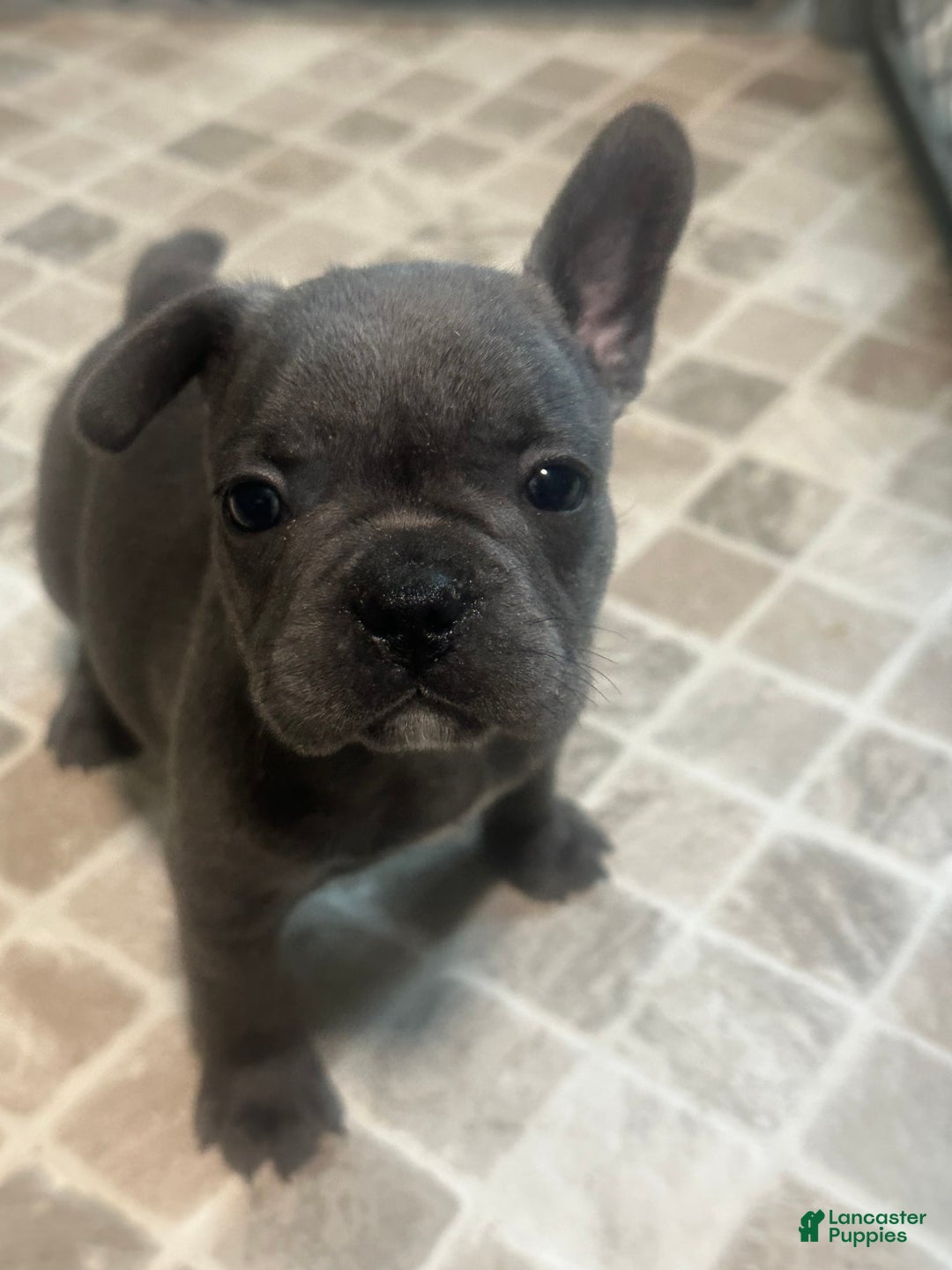French Bulldog dogs for sale: Stitch - Image 11