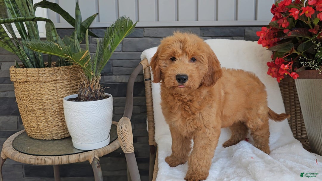 Goldendoodle dogs for sale: ARCHIE - Image 1