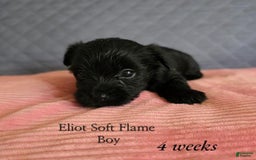 Yorkshire Terrier dogs for sale: Elliot - Image 2