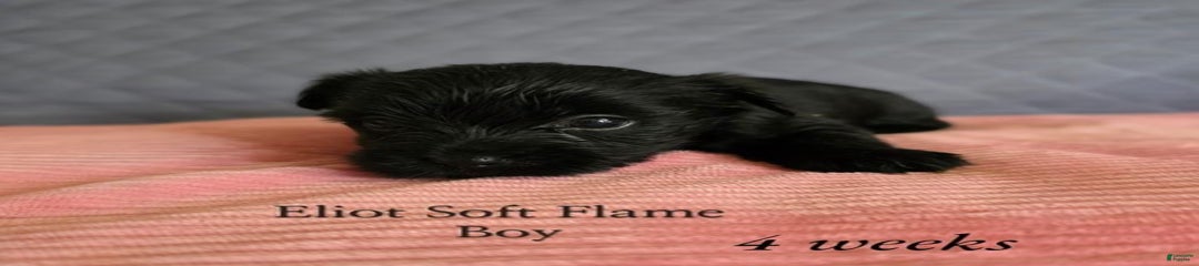 Elliot