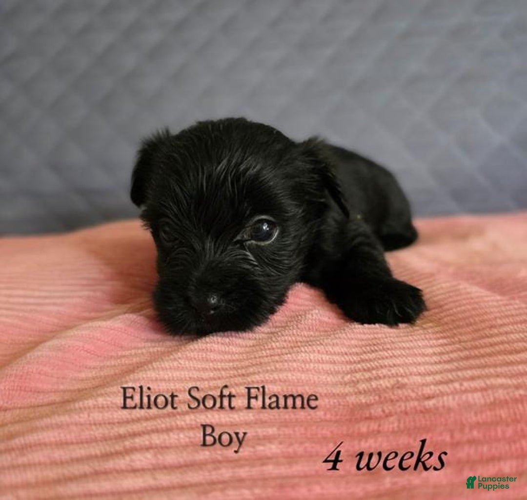 Yorkshire Terrier dogs for sale: Elliot - Image 2