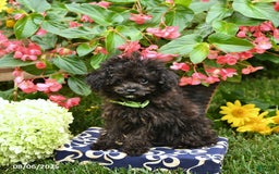 Toy Poodle dogs for sale: Violet - Image 1