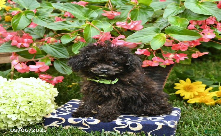 Toy Poodle dogs for sale - Ad 2
