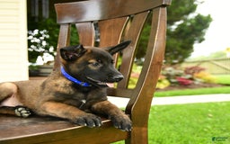 Belgian Malinois dogs for sale: Avalon - Image 2