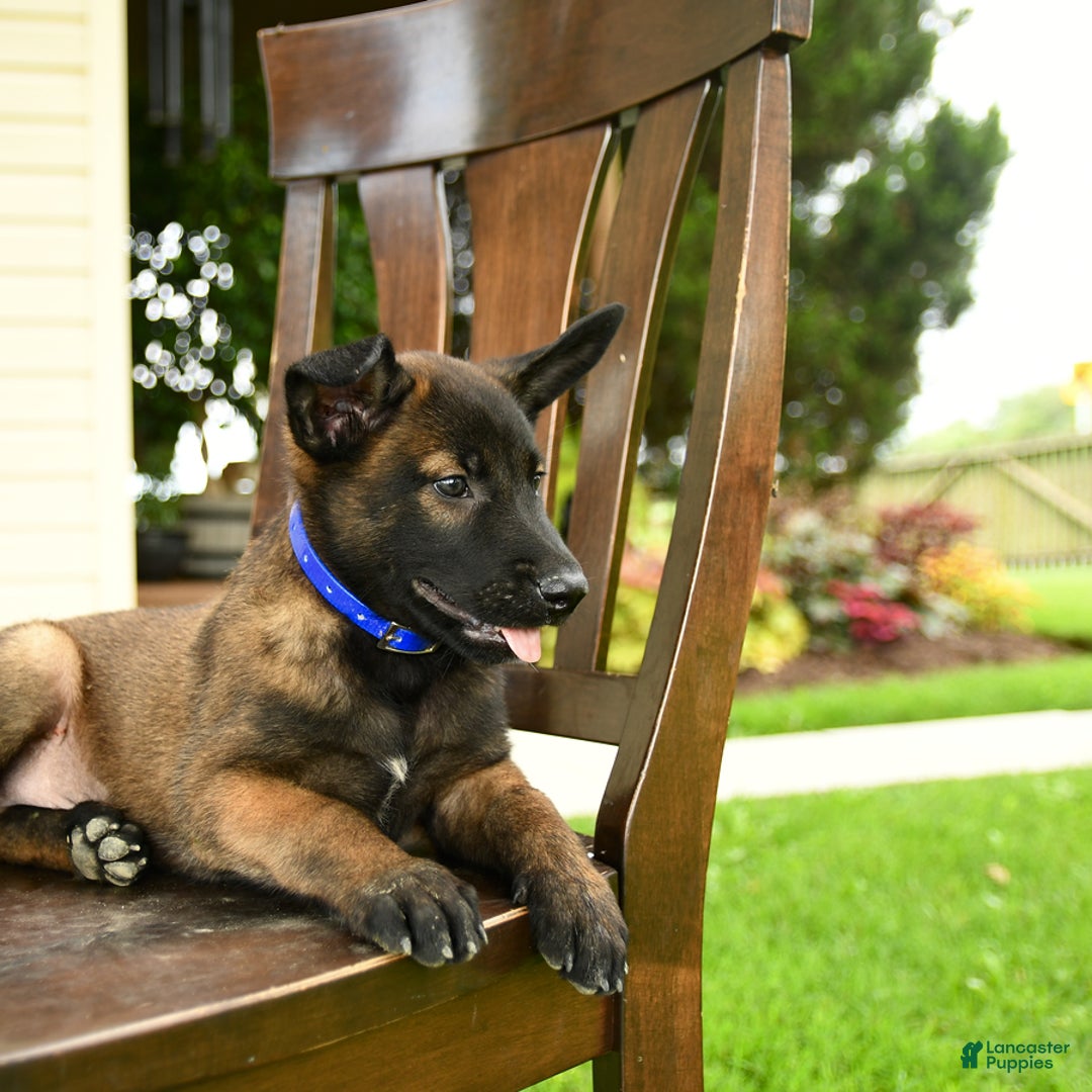 Belgian Malinois dogs for sale: Avalon - Image 2