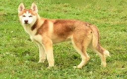 Siberian Husky dogs for sale: Cassandra - Image 11
