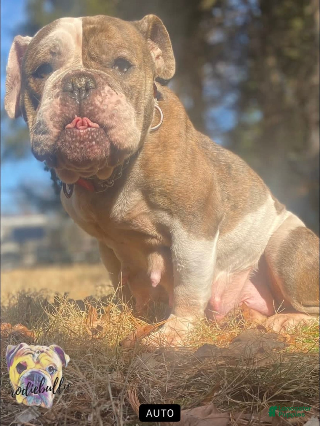 Olde English Bulldogge dogs for sale: Kandi - Image 4