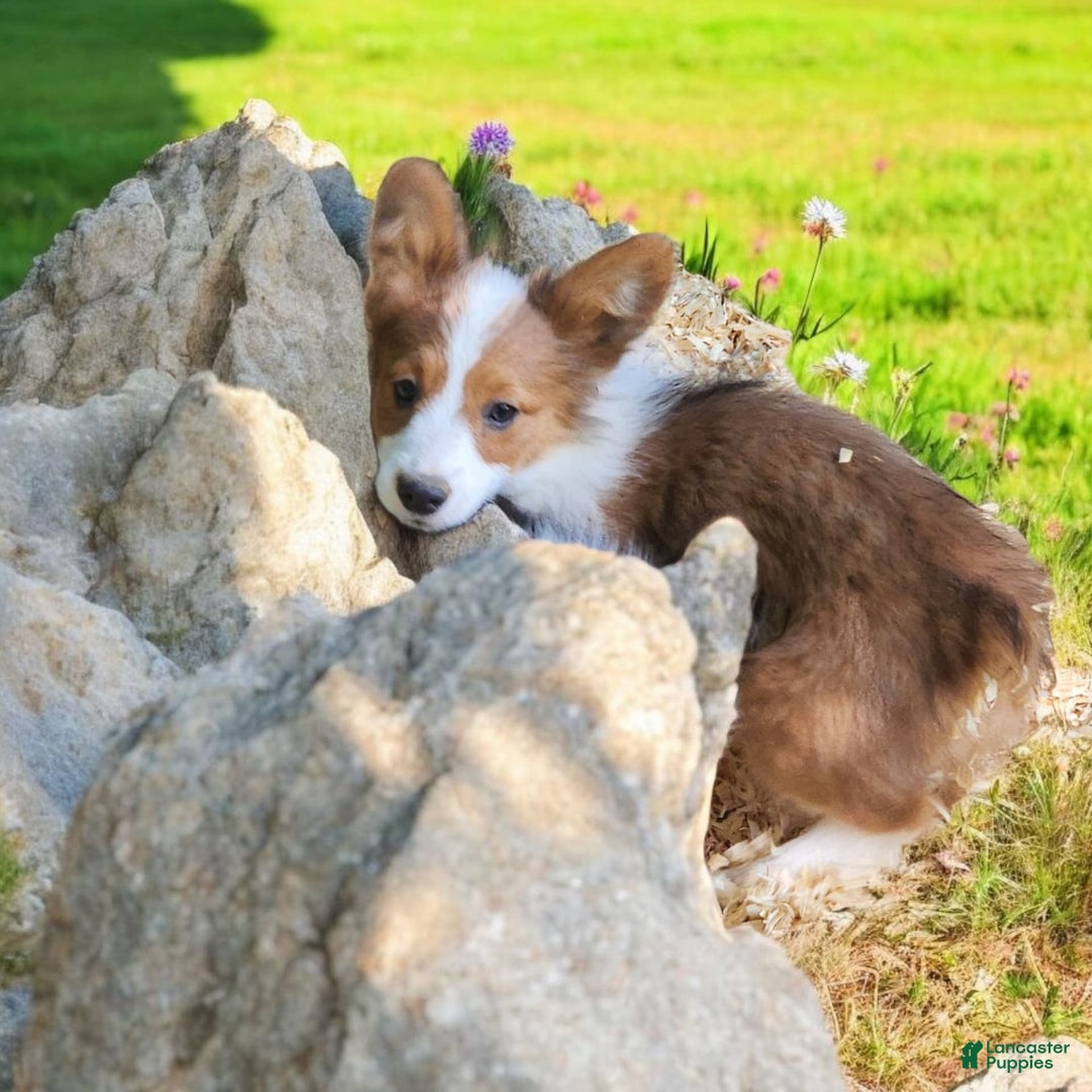 Welsh Corgi Pembroke dogs for sale: Teeka Fluffy - Image 24
