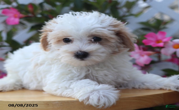 Maltipoo dogs for sale - Ad 2