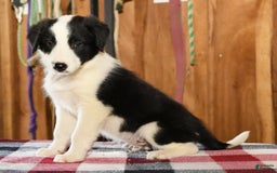 Border Collie dogs for sale: Luke - Image 4