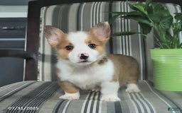 Welsh Corgi Pembroke dogs for sale: Tim - Image 4