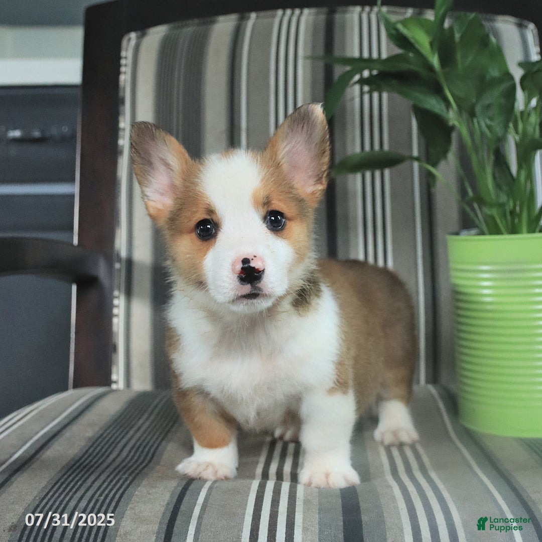 Welsh Corgi Pembroke dogs for sale: Tim - Image 4