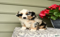 Miniature Australian Shepherd dogs for sale: Pepsi - Image 5