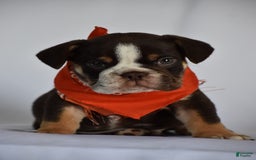 Beabull dogs for sale: Winston - Image 10
