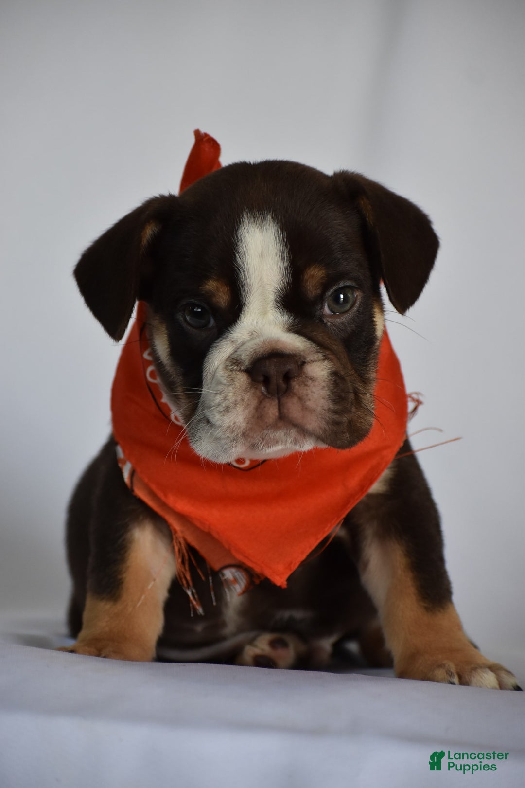Beabull dogs for sale: Winston - Image 10