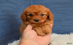 Cavapoo dogs for sale: Jacoby - Image 7