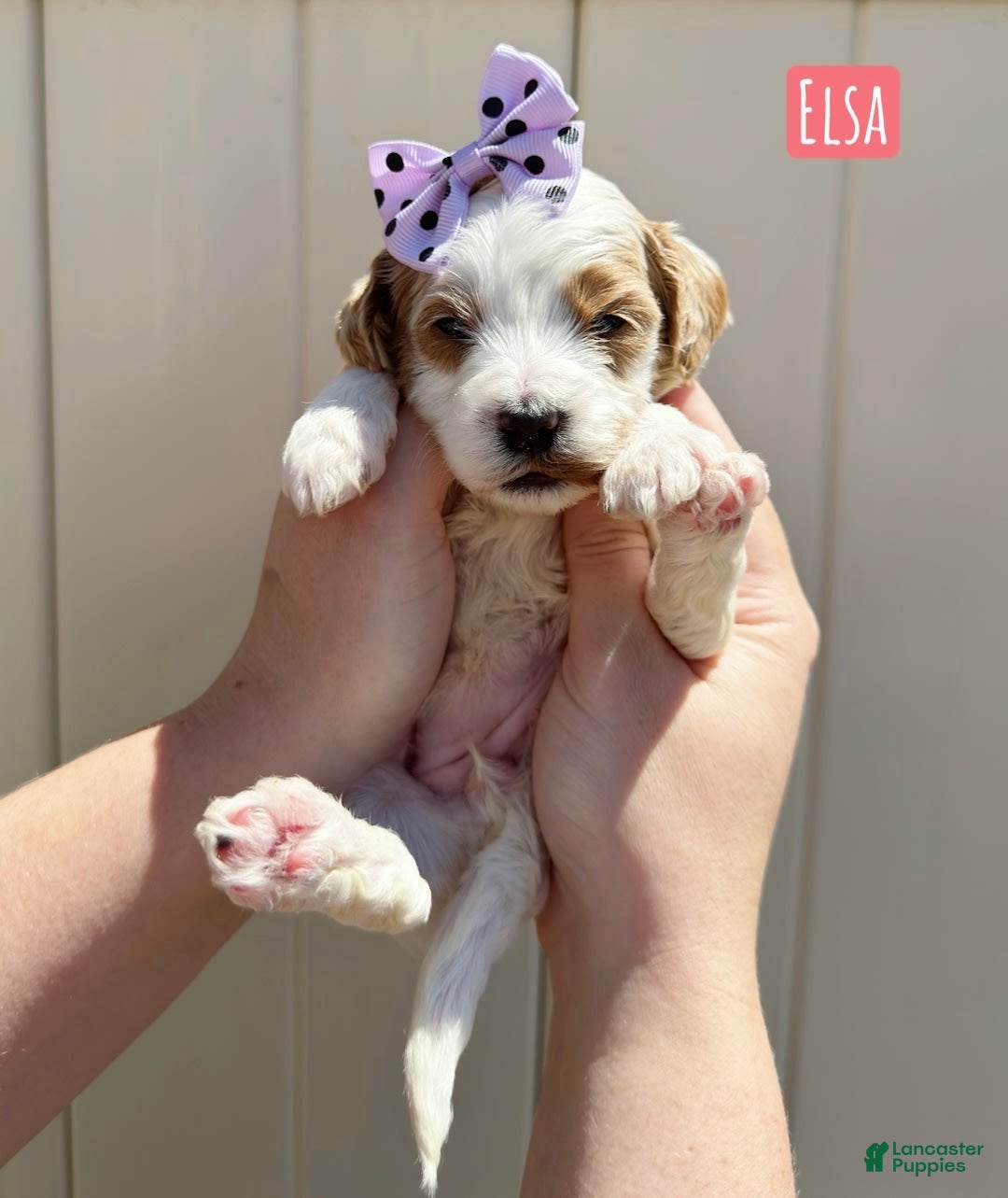 Mini Goldendoodle dogs for sale: Petite Elsa - Image 14