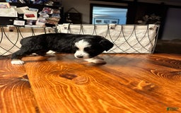 Miniature Australian Shepherd dogs for sale: Black Tri Female - Image 2