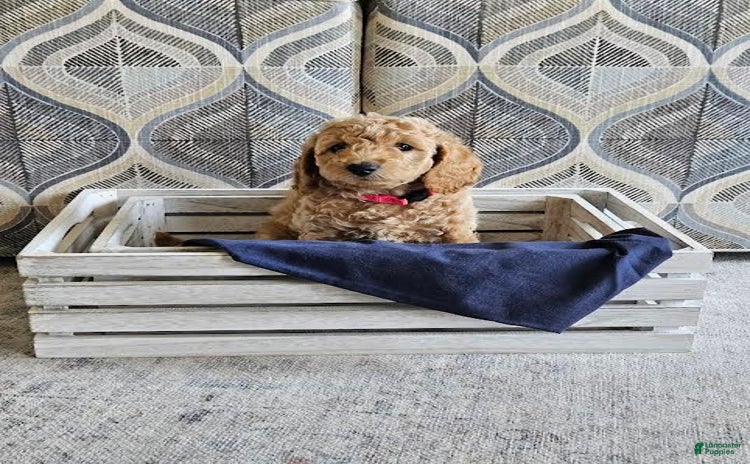 Mini Goldendoodle dogs for sale - Ad 2