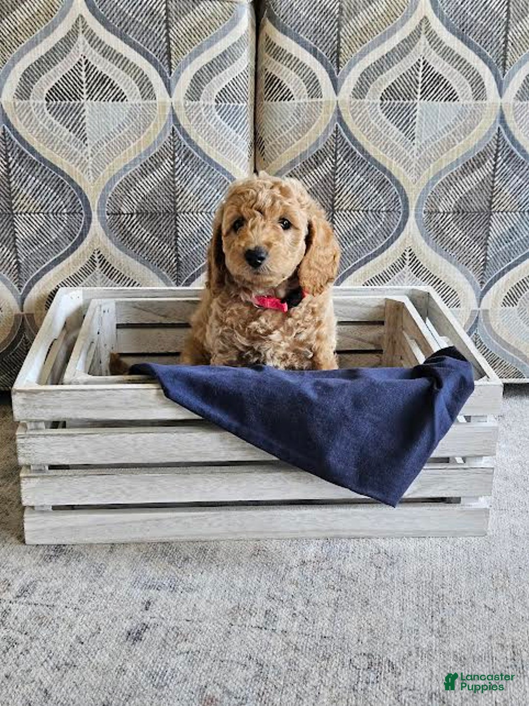 Mini Goldendoodle dogs for sale: Bella - Image 1