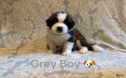 Saint Bernard dogs for sale: 14 Saints Available - Image 26