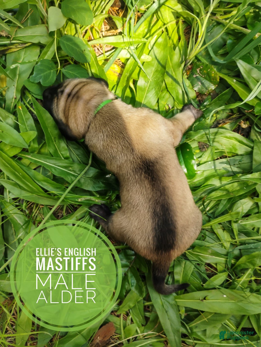 English Mastiff dogs for sale: Alder - Image 3