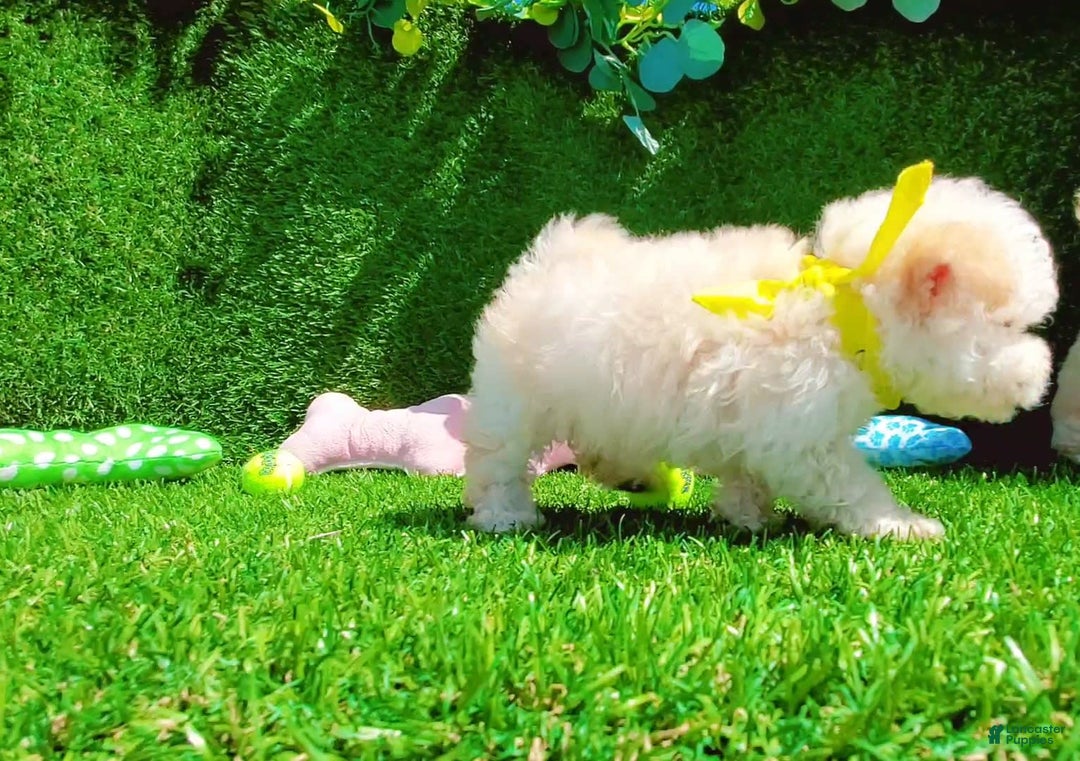 Maltipoo dogs for sale: Princess - Image 6