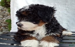 Mini Bernedoodle dogs for sale: Oakley - Image 20