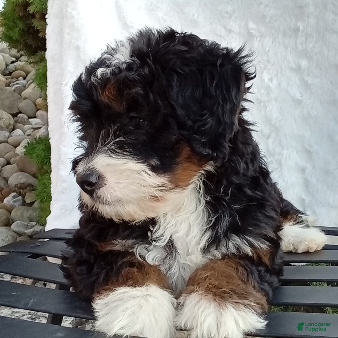 Mini Bernedoodle dogs for sale: Oakley - Image 20