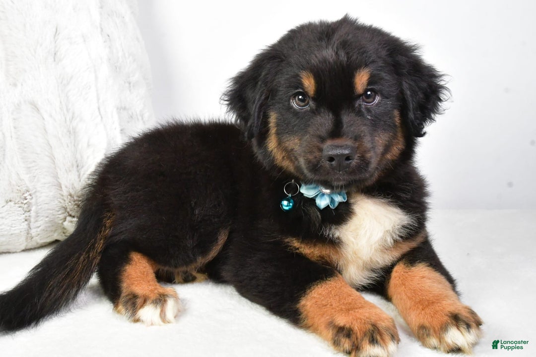 Australian Shepherd dogs for sale: Australian Shepherd 3 puppies - Image 11