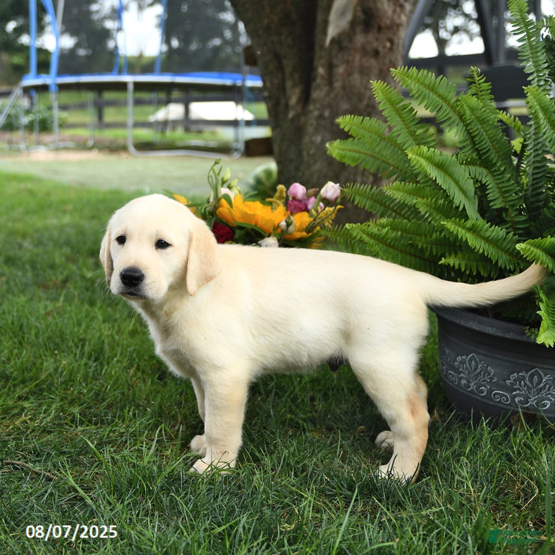 Goldador dogs for sale: Sterling - Image 3
