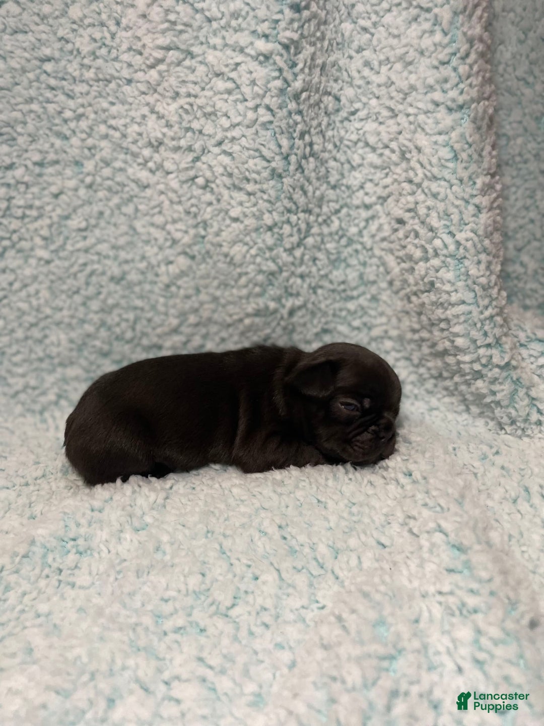 French Bulldog dogs for sale: Max - Image 5
