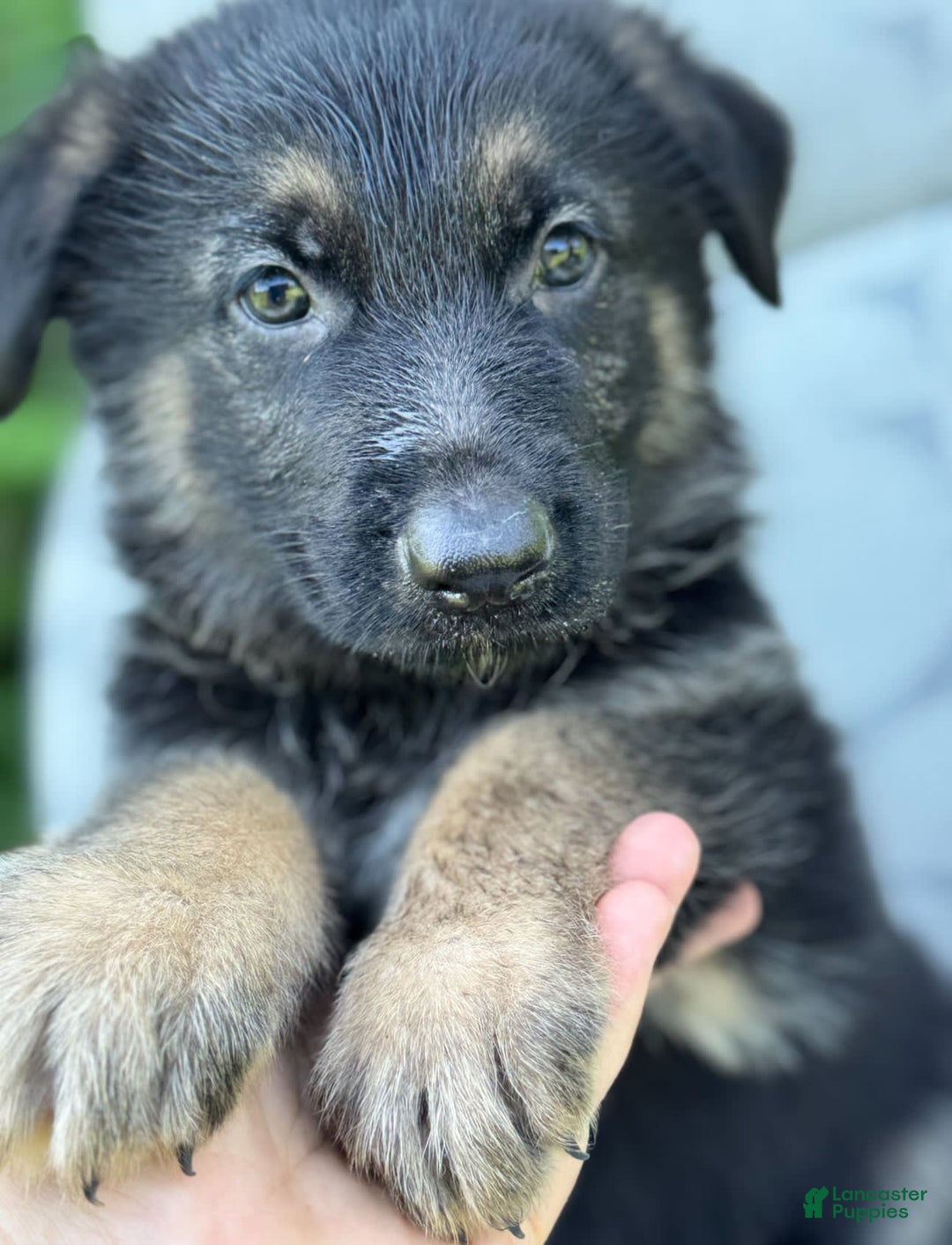 German Shepherd dogs for sale: Ben - Image 1