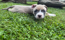 American Pit Bull Terrier dogs for sale: Peanut - Image 21