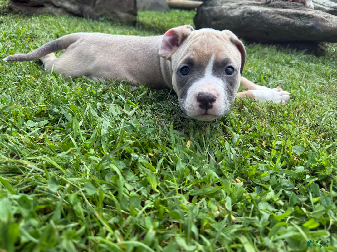 American Pit Bull Terrier dogs for sale: Peanut - Image 21