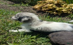 Newfypoo dogs for sale: Lime Green Boy - Image 3